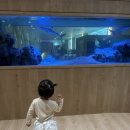아쿠아 밸리 | 🐳 아쿠아밸리 가산 신상 키즈카페 솔직후기 | 31개월 아이와 다녀온 후기리뷰