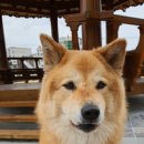 이바루트