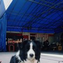 자동차주치의 닥터윤 이미지