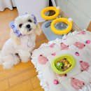 데일리로(DailyRo) 이미지