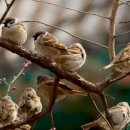 새들의 아침 이미지