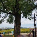 안성팜랜드 푸드트럭 이미지