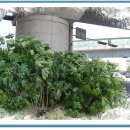 풍경장어 이미지