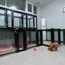 복이애견샵 이미지