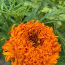 메리골드 이미지