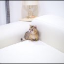 유앤미펫 강아지분양 고양이분양 용인점 이미지