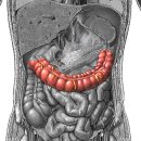 transverse colon(가로주름창자) 이미지