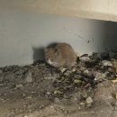 다솜고양이메디컬센터 | 고양이 대퇴골두 골절 수술 후기 [부산 다솜고양이메디컬센터]