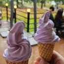 선운사꽃무릇 | 고창 선운사 폴바셋 꽃무릇 실시간 개화와 라벤더아이스크림 후기