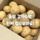 봉이네농장 | 올팜 진짜 집으로 감자가 왔어요 공짜 감자배송후기 맞팜해요!