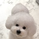그루멍캡틴 네이버블로그