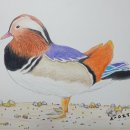 부부축사 이미지