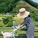 저수지목장 | 남해 아이랑 가볼만한곳 양떼목장 양마르뜨언덕 체험 여행지 추천 산양에게 우유 주고 왔어요!
