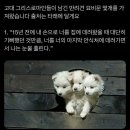 반려견 이미지