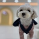 멍줍강아지산책유치원 | 진해애견유치원 멍줍 강아지 산책 유치원, 우리 강아지가 달라졌어요