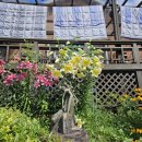 수림세탁 이미지