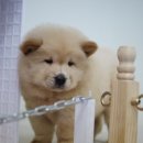 봄봄펫살롱 이미지