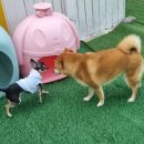 애견호텔 이미지