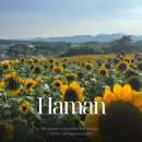 홍성읍 법수마을회관 | 함안 강주해바라기마을 축제 기간연장 실시간 입장료 주차장 화장실