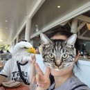 호주 해밀턴아일랜드에서 4박5일 신혼여행기 (5) 아시안식당 코카츄/휘트니선데이 스노쿨링&amp;헬리콥터