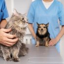 닥터강동물병원 | 울산 동물병원 닥터강 동물병원 고양이 진료 받은 후기