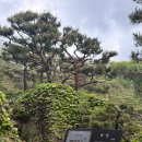 [화담숲] 5월 화담숲도 너무 좋잖아, 흐린 날 화담 숲 16시 입장 후기