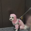 야옹아멍멍해봐울산