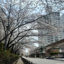 광주천 | [광주 데이트] 광주 벚꽃 명소 추천｜대자중 앞 광주천 벚꽃길 실제 후기