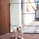 불독PC 이미지