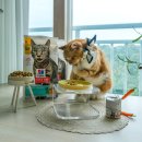 (주)디에스엠뉴트리션코리아 | 힐스 고양이 다이어트사료 건강하게 체중 감량 되는 퍼펙트 웨이트