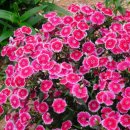 랄라민박 이미지