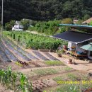 금메달농장 이미지