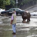 HIPPO 이미지