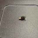 라바플라이 이미지