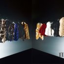 Fur in the Spotlight 이미지