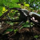 뿔들의 섬 이미지