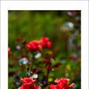 호수공원14로 이미지