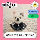 똥개언니 | &#34;포메라니안 미용 후기 / 우리동네 똥개언니의 마법 손길&#34;