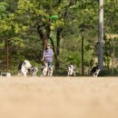 플라잉독 이미지