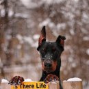 DOBERMAN 이미지