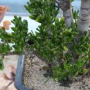 나무네농장 이미지