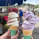 거제여자상업고등학교 | 잘 안알려진 거제 벚꽃명소, 꽃구경 스팟 2곳 (거제도 봄나들이 다녀온 후기)