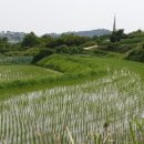 대강면 평촌마을 네이버블로그