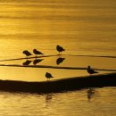 빛의 소나타 이미지