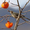 딱따구리 이미지