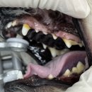 미사 센트럴 동물병원 이미지