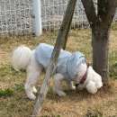 예쁜눈아 | 영종도 | 애견카페 BON9 봉구 내돈내산 후기