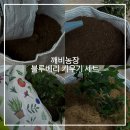 국립종자원 | 깨비농장 블루베리 묘목 :: 실내 왕블루베리 키우기 세트