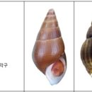 다슬기