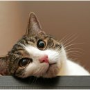 이프동물의료센터 이미지